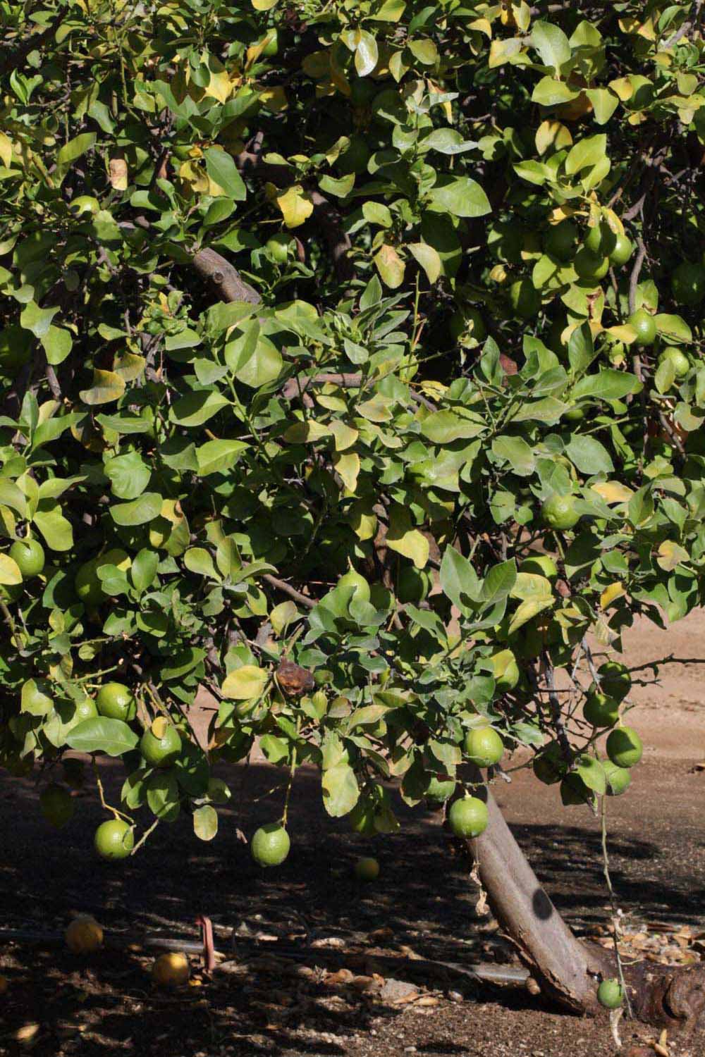              Habit (Riverside, CA)       